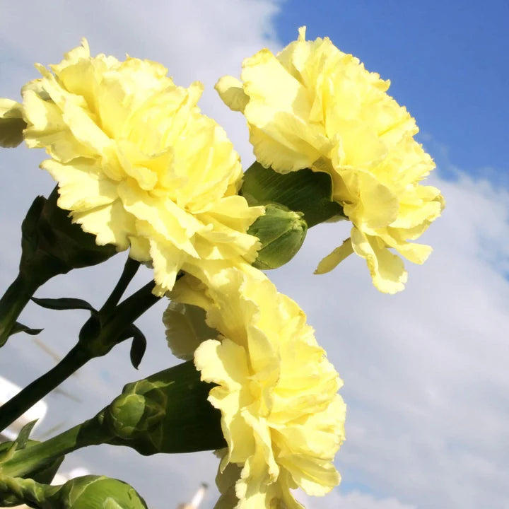 Light Yellow Carnation Flower Seeds for Planting – Heirloom, Non-GMO, High Germination Organic Garden Seeds