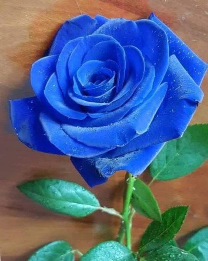 Blue Holland Rose Flower Seeds for Planting - Heirloom, Non-GMO, Drought Tolerant Organic Garden Seeds