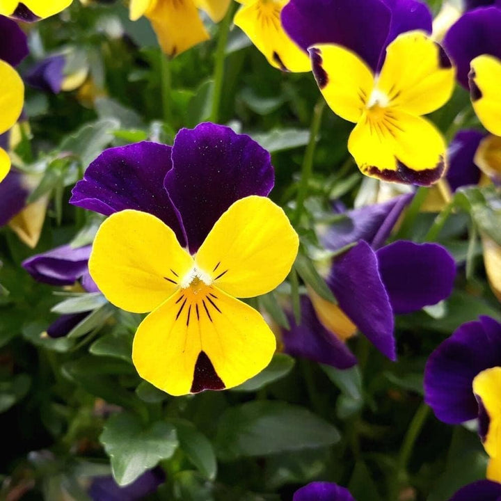 Flower Seeds, Seeds,Seeds For Planting,Plant Seeds