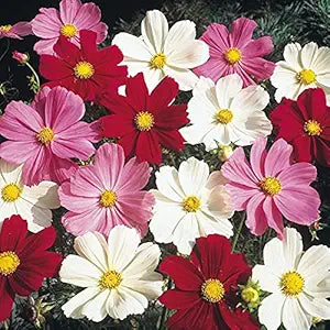 Cosmos Flower Seeds for Planting – Pollinator Friendly Heirloom Non-GMO High Germination Organic Garden Seeds