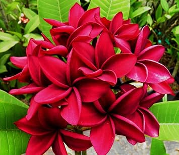 Deep Pink Egg Flower Seeds for Planting – Heirloom, Non-GMO, High Germination Organic Garden Seeds