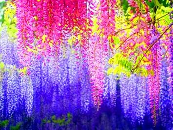 Flower Seeds, Seeds,Seeds For Planting,Plant Seeds