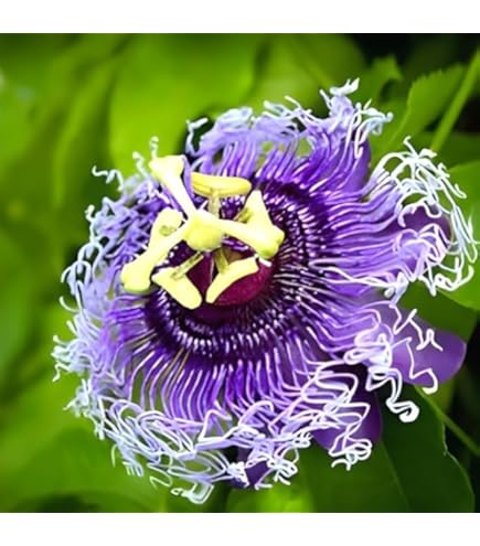 Passion Flower Seeds for Planting Lavender – Low Maintenance, Heirloom, Non-GMO, High Germination Organic Garden Seeds