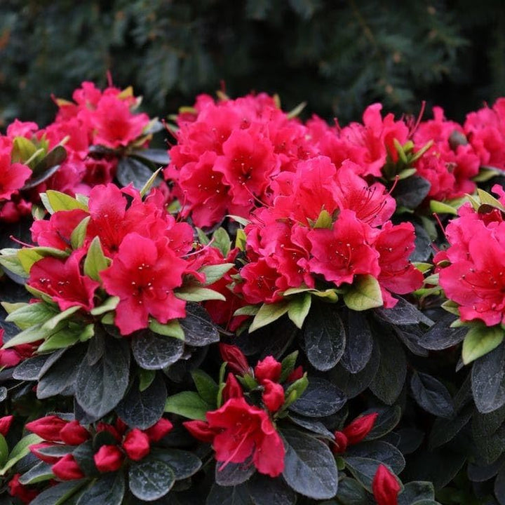 Red Azalea Flower Seeds for Planting – Heirloom, Non-GMO, High Germination Organic Garden Seeds