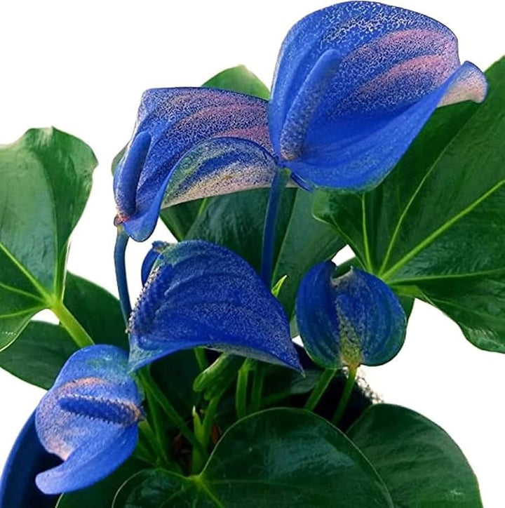 Sky Blue Pink Anthurium Flower Seeds for Planting – Heirloom, Non-GMO, High Germination Organic Garden Seeds