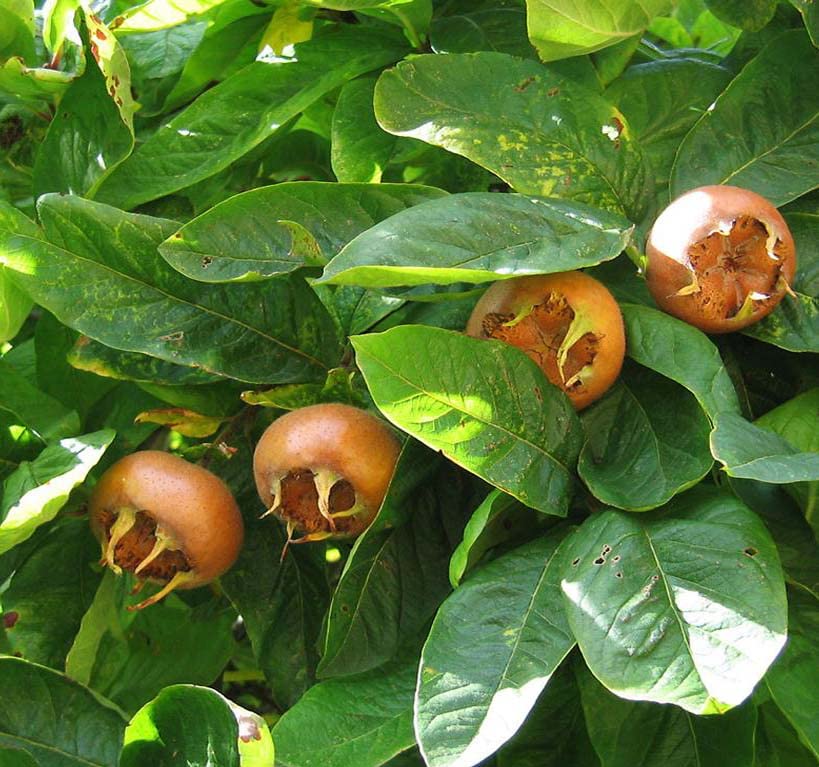 Mespilus Germanica Fruit Seeds for Planting – Heirloom, Non-GMO, Hardy Tart Fruit Tree Seeds