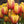 Acmella Flower Seeds for Planting – Cut Flower Favorite, Heirloom & Non-GMO Organic Garden Seeds
