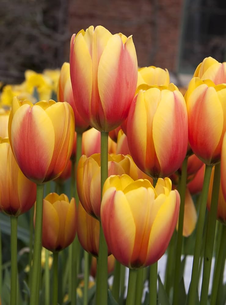 Pink Yellow Tulip Flower Seeds – Heirloom, Non-GMO, High Germination Organic Garden Seeds for Planting