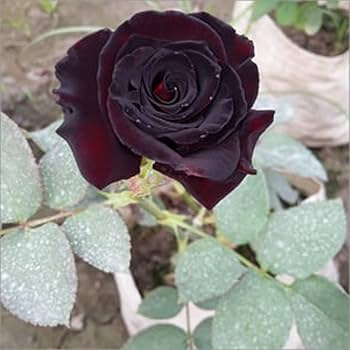 Rare Black Grafted Red Climbing Rose Flower Seeds for Planting | Heirloom, Non-GMO, High Germination