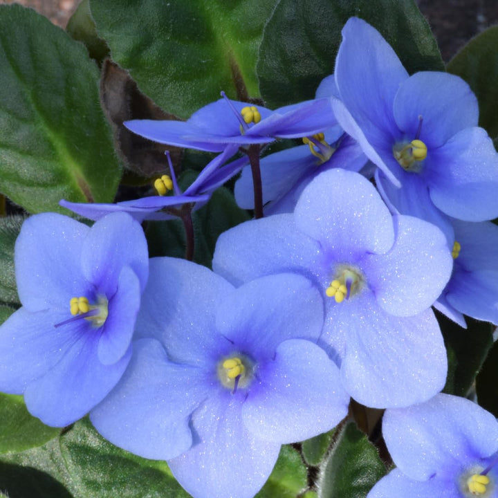 Sky Blue Saintpaulia Flower Seeds for Planting – Heirloom Non-GMO, High Germination Organic Garden Seeds