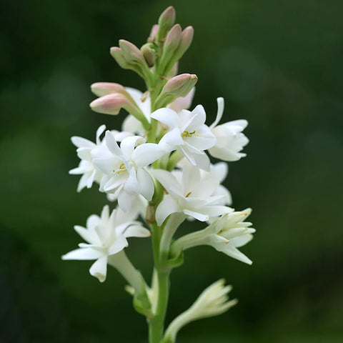 Flower Seeds, Seeds,Seeds For Planting,Plant Seeds