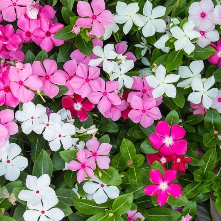 Flower Seeds, Seeds,Seeds For Planting,Plant Seeds