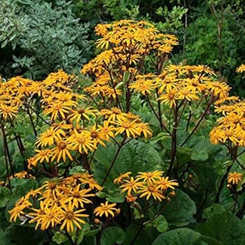 Flower Seeds, Seeds,Seeds For Planting,Plant Seeds