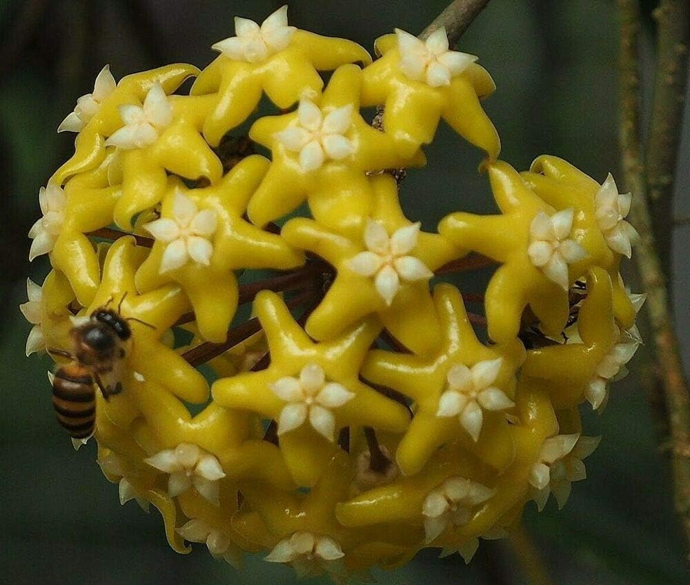 Flower Seeds, Seeds,Seeds For Planting,Plant Seeds