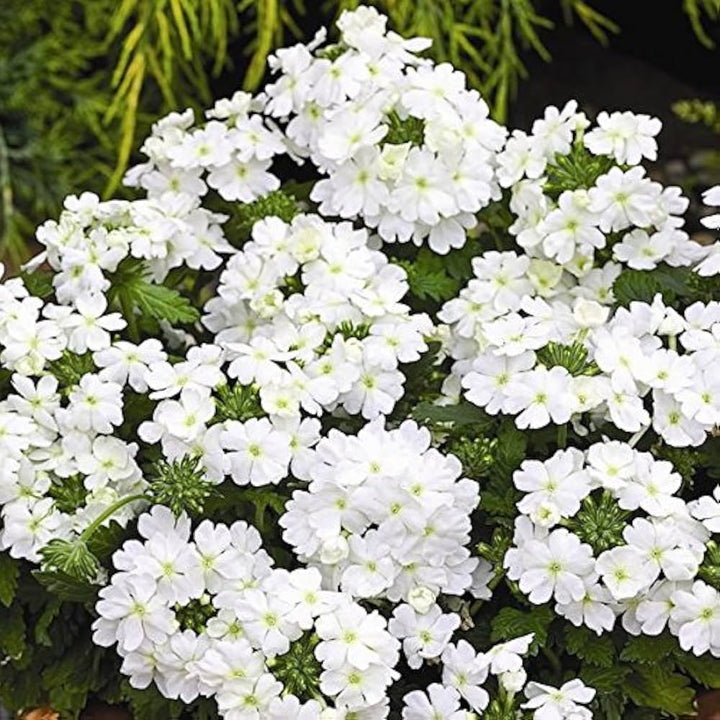 White Verbena Flower Seeds for Planting Heirloom Non-GMO High Germination Organic Garden Seeds