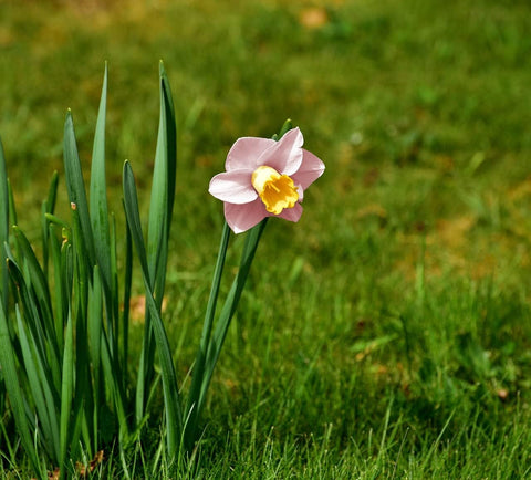 Flower Seeds, Seeds,Seeds For Planting,Plant Seeds