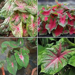 Flower Seeds, Seeds,Seeds For Planting,Plant Seeds