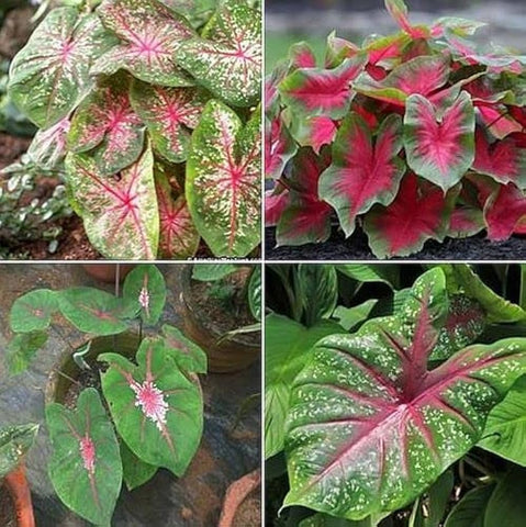 Flower Seeds, Seeds,Seeds For Planting,Plant Seeds
