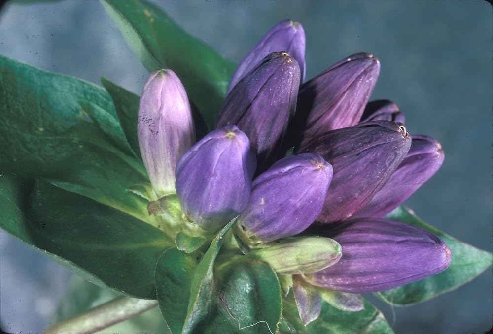 Flower Seeds, Seeds,Seeds For Planting,Plant Seeds