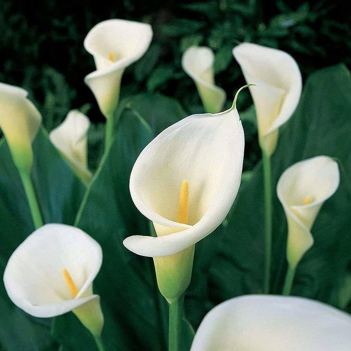 White Calla Flower Seeds for Planting – Vibrant Blooms, Heirloom, Non-GMO, High Germination Organic Garden Seeds