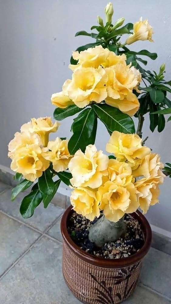 Pale Yellow Adenium Obesum Seeds – Heirloom &amp; Non-GMO Desert Rose for Home Gardens