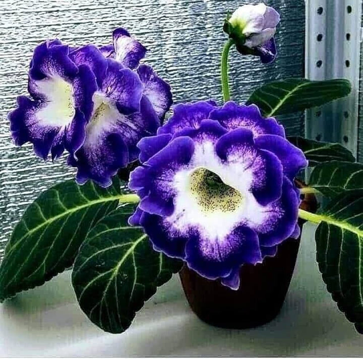 Blue Violet Gloxinia Flower Seeds for Planting – Heirloom Non-GMO Organic Garden Seeds