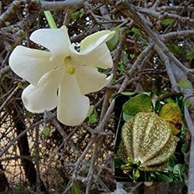 Flower Seeds, Seeds,Seeds For Planting,Plant Seeds