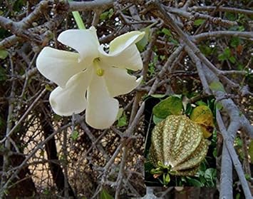 Flower Seeds, Seeds,Seeds For Planting,Plant Seeds