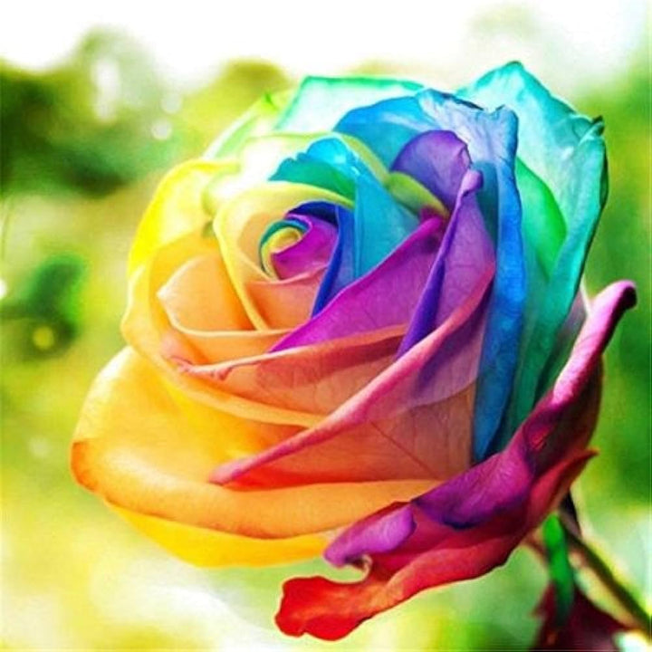 Pink Rainbow Potted Rose Flower Seeds for Planting – Heirloom, Non-GMO, High Germination Organic Garden Seeds