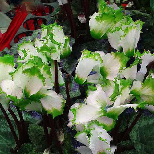 Light Green Cyclamen Flower Seeds for Planting – Heirloom Non-GMO, High Germination Organic Garden Seeds