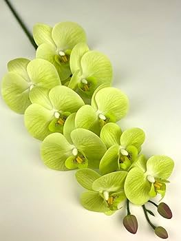 Green Orchid Flower Seeds for Planting – Hardy Variety, Heirloom & Non-GMO Home Garden Seeds