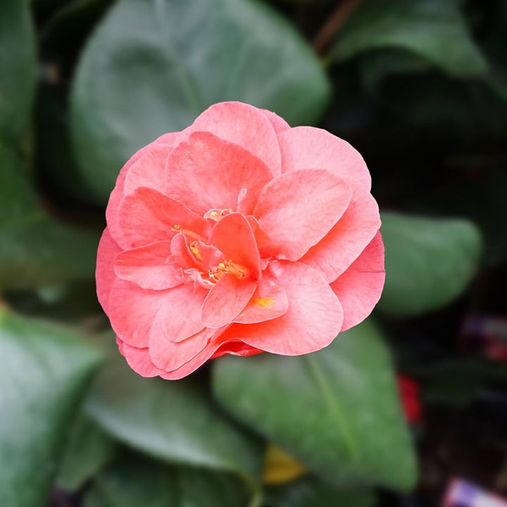 Pink Orange Camellia Flower Seeds for Planting – Heirloom Non-GMO High Germination Organic Garden Seeds