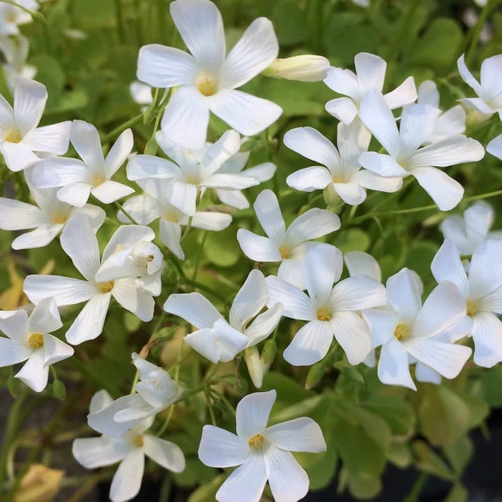 White Oxalis Laciniata Flower Seeds for Planting – Heirloom, Non-GMO, Shade Tolerant, High Germination