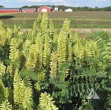 Flower Seeds, Seeds,Seeds For Planting,Plant Seeds