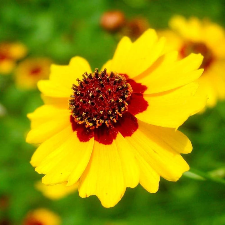 Calliopsis Flower Seeds for Planting – Heirloom Non-GMO, High Germination Organic Garden Seeds