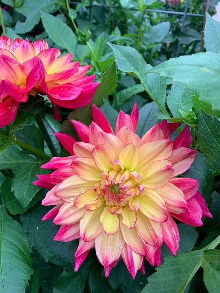Dahlia Flower Seeds for Planting Pink & Yellow – Compact Growth, Heirloom, Non-GMO, High Germination Organic Garden Seeds