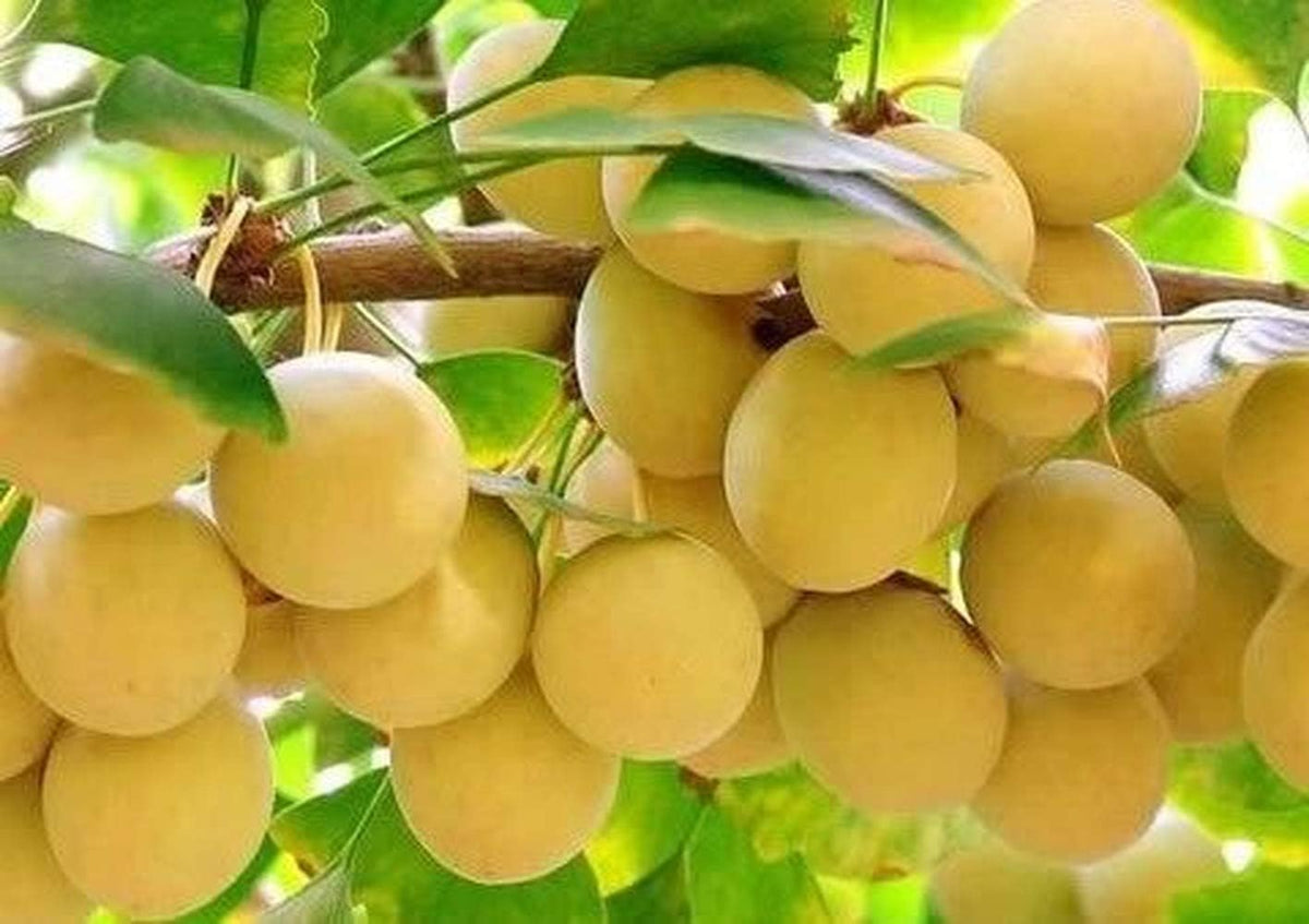 Biloba fruit seeds for planting - Heirloom & Non-GMO Garden seeds, hardy unique fruit trees for outdoor gardens