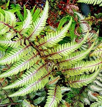 Flower Seeds, Seeds,Seeds For Planting,Plant Seeds