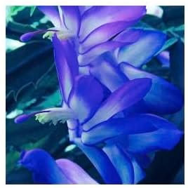 Blue Schlumbergera Flower Seeds for Planting | Seasonal Bloomer | Heirloom Non-GMO High Germination Seeds