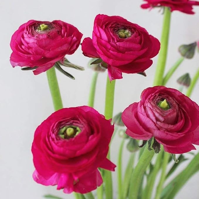 Dark Pink Ranunculus Flower Seeds for Planting – Heirloom, Non-GMO, High Germination Organic Garden Seeds