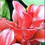 Flower Seeds, Seeds,Seeds For Planting,Plant Seeds