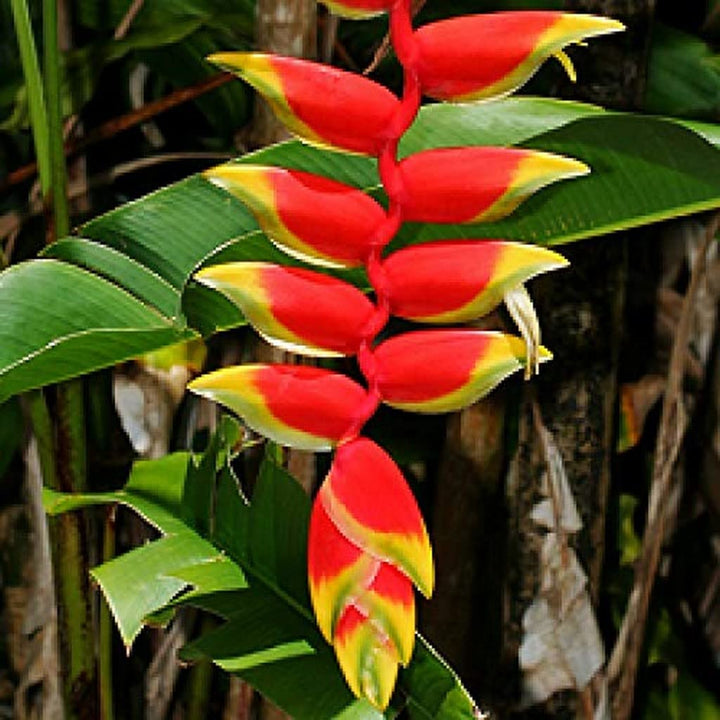 Heliconia Wagneriana Flower Seeds for Planting – Heirloom, Non-GMO, High Germination Organic Garden Seeds