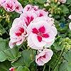 White DarkRed Geranium Pelargonium Seeds for Planting – Heirloom, Non-GMO, High Germination Organic Garden Seeds