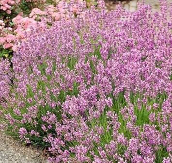 Pink Lavender Flower Seeds for Planting – Heirloom, Non-GMO Pollinator-Friendly Organic Garden Seeds