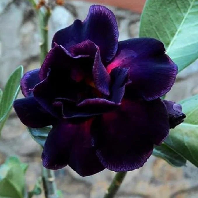 Purple Adenium Flower Seeds for Planting – Heirloom, Non-GMO, High Germination Organic Garden Seeds