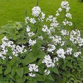 White Lunaria Biennis Flower Seeds for Planting – Heirloom, Non-GMO, High Germination Organic Garden Seeds