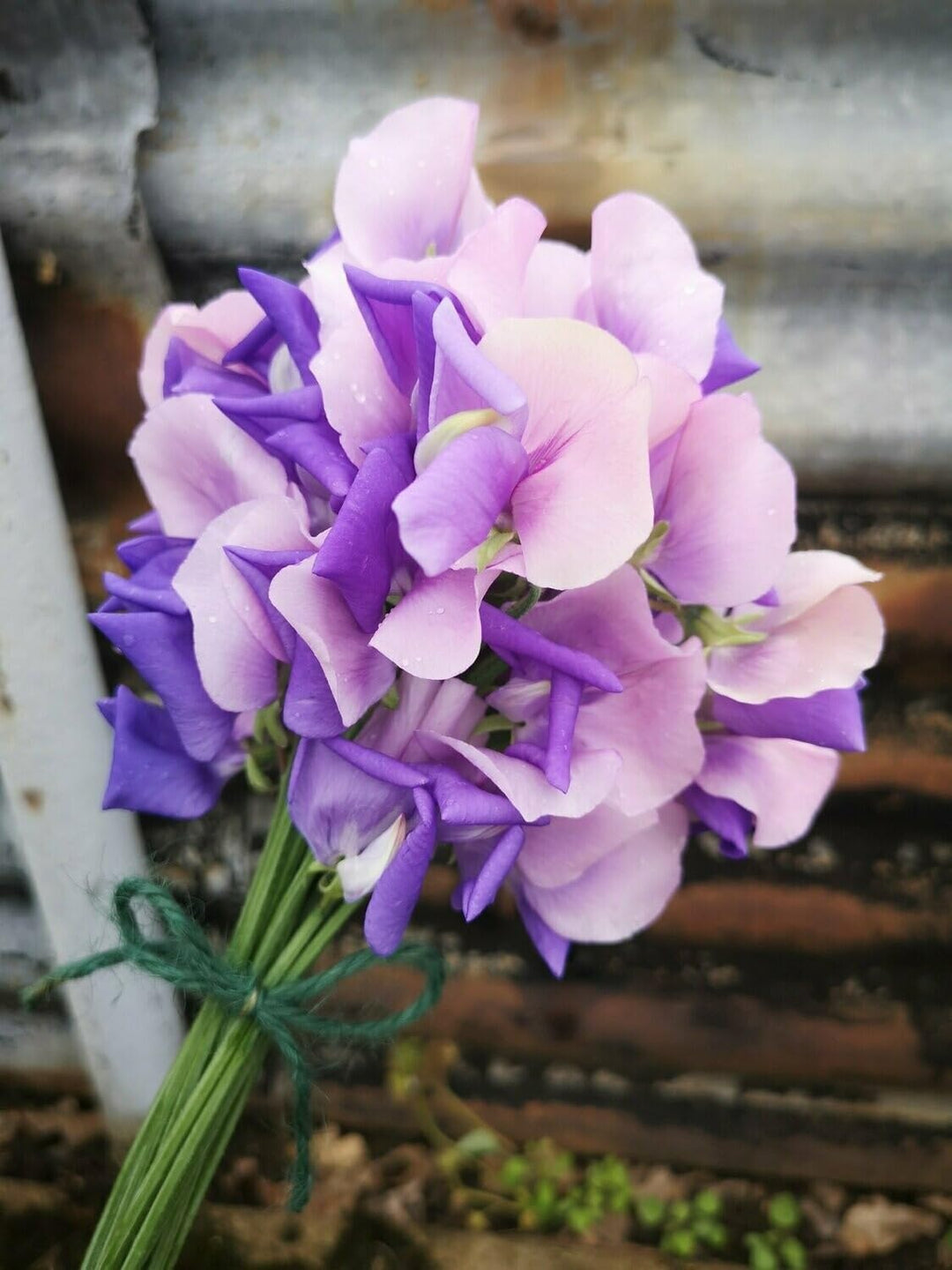 Flower Seeds, Seeds,Seeds For Planting,Plant Seeds