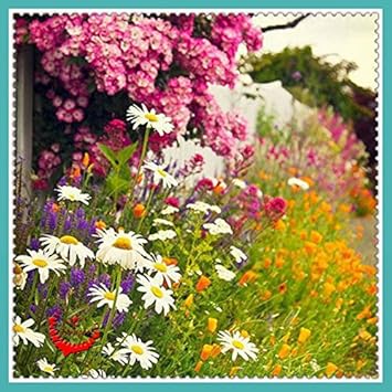 Flower Seeds, Seeds,Seeds For Planting,Plant Seeds