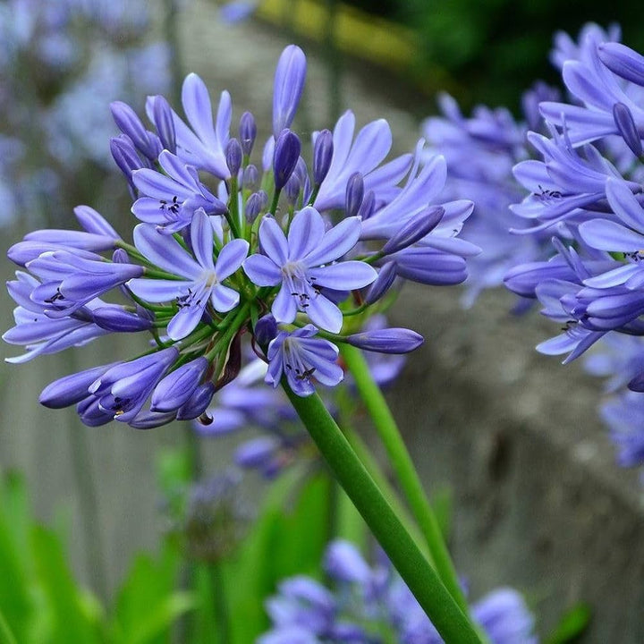 Agapanthus Flower Seeds for Planting – Heirloom Non-GMO, High Germination, Organic Garden Seeds