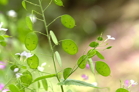 Flower Seeds, Seeds,Seeds For Planting,Plant Seeds